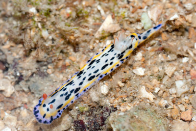 DSC_5706.jpg