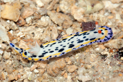 DSC_5711.jpg