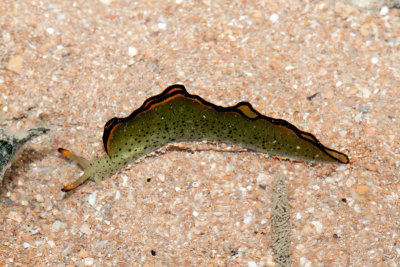 DSC_5714.jpg