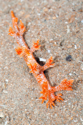 DSC_5727.jpg