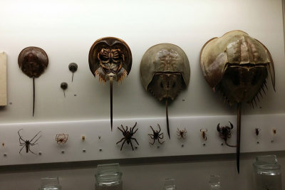 LKCNHM-Visit16-copy.jpg