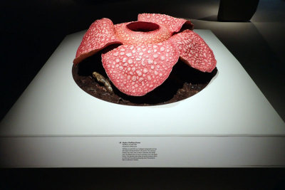 P4260058-copy.jpg