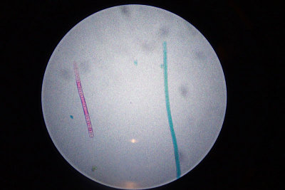 P4260063-copy.jpg
