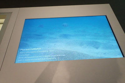 P4260101-copy.jpg