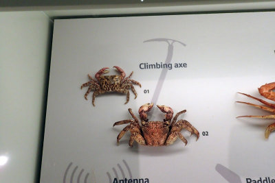 P4260144-copy.jpg