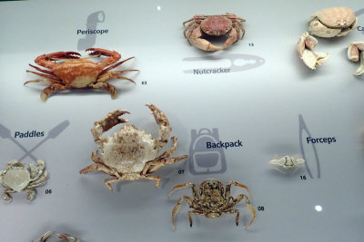 P4260148-copy.jpg