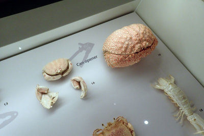 P4260149-copy.jpg