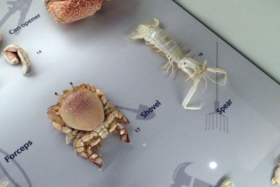 P4260150-copy.jpg