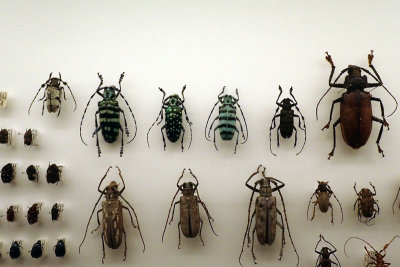 P4260154-copy.jpg