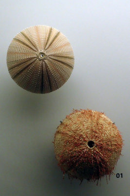 P4260176-copy.jpg