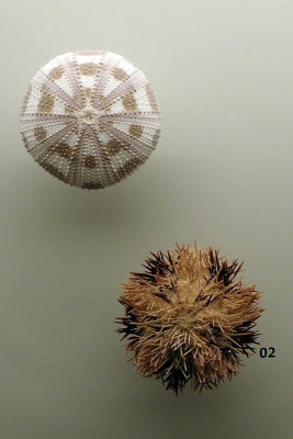 P4260177-copy.jpg