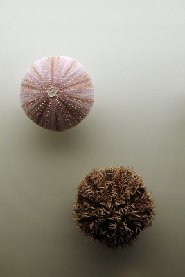 P4260178-copy.jpg