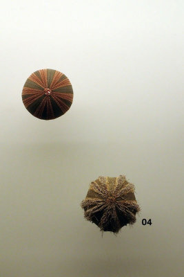 P4260179-copy.jpg