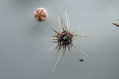 P4260181-copy.jpg