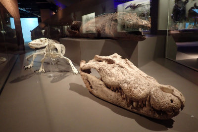 P4260204-copy.jpg