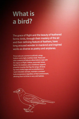 P4260209-copy.jpg