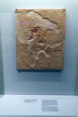 P4260211-copy.jpg