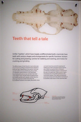 P4260223-copy.jpg