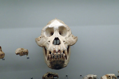 P4260227-copy.jpg