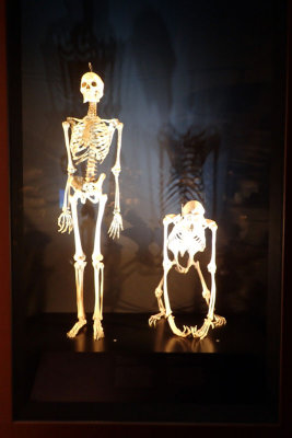 P4260232-copy.jpg