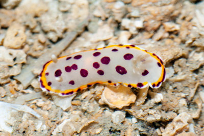 DSC_6012.jpg