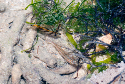 DSC_6021.jpg