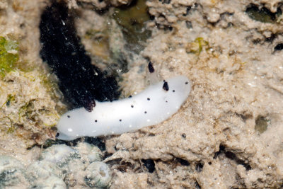DSC_6180.jpg