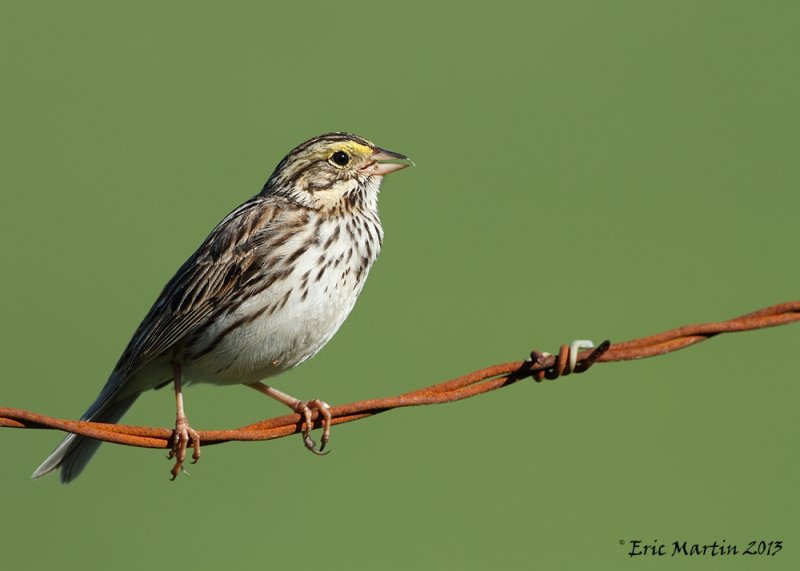 Bruant des prs / Savannah sparrow