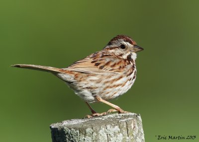 Bruant chanteur / Song Sparrow  IMG_9854