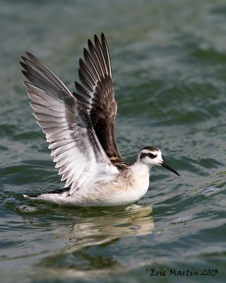 Phalarope  bec troit / Red-Necked Phalarope