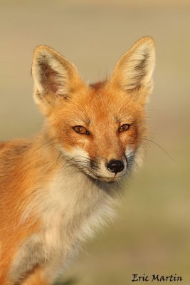 Renard roux