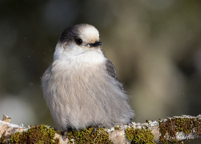 Oiseaux du Qubec / Birds of Qubec