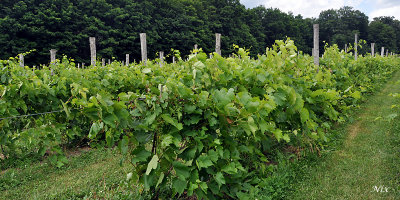 Domaine Vitis