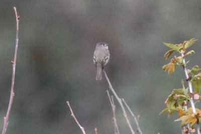 Hammond's Flycatcher