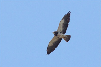 Swainson's hawk