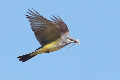 Western Kingbird