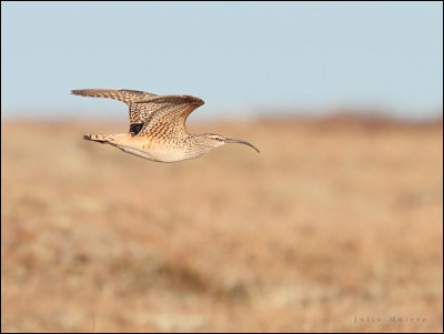 Bristle-thighed Curlew