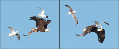 Bald Eagle &  Mew Gulls