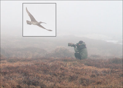 Photographing a Wimbrel in the Fog