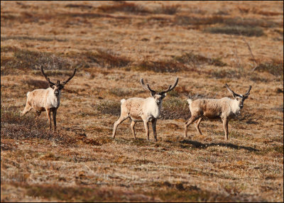 Raindeer in Kougarok Road, Nome, AK