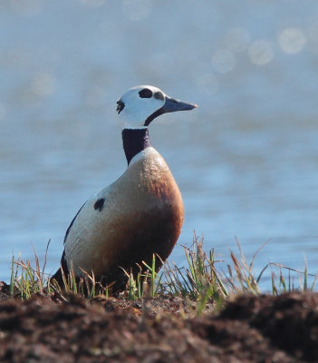 Steller's Eider