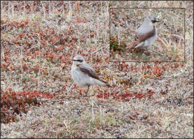 Northern Wheatear