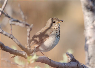 Gray-cheeked Trush