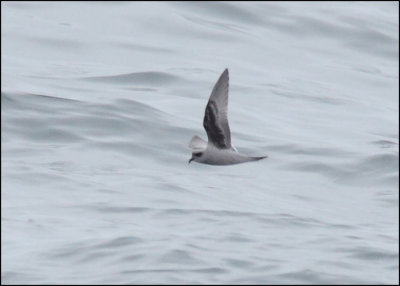 Fork-tailed Storm-Petrel