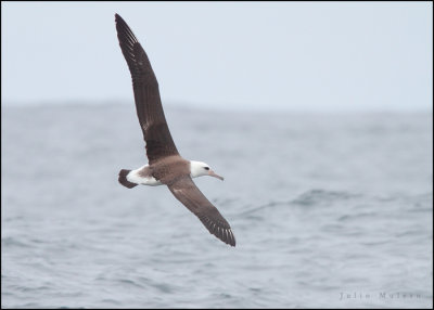 Laysan Albatross