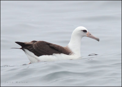 Laysan Albatross