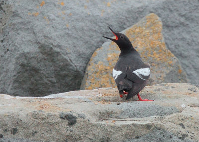 Pigeon Guillemot