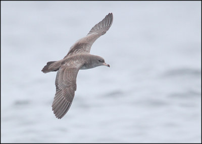 Pink-footed Shearwater