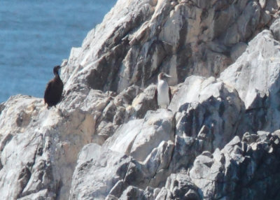 Blue-footed Booby