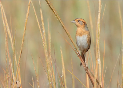 Nelson's Sparrow